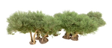 groen Woud geïsoleerd Aan achtergrond. 3d renderen - illustratie png