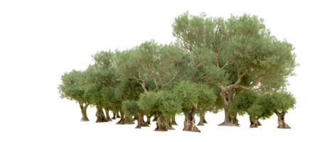 Green forest isolated on background. 3d rendering - illustration png