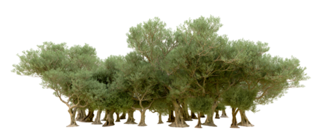 Green forest isolated on background. 3d rendering - illustration png