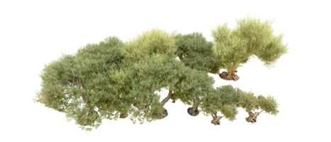 verde foresta isolato su sfondo. 3d interpretazione - illustrazione png