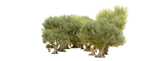 groen Woud geïsoleerd Aan achtergrond. 3d renderen - illustratie png