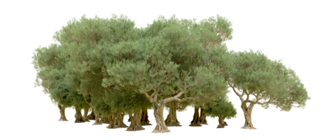 vert forêt isolé sur Contexte. 3d le rendu - illustration png