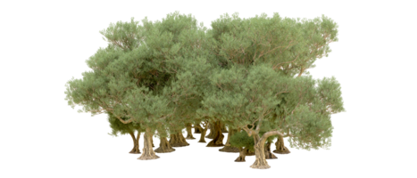 Green forest isolated on background. 3d rendering - illustration png