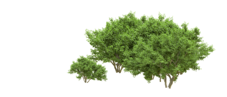 Green forest isolated on background. 3d rendering - illustration png