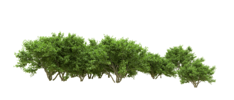 Green forest isolated on background. 3d rendering - illustration png