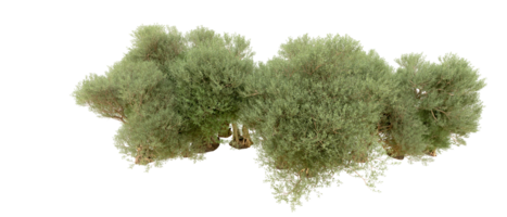 groen Woud geïsoleerd Aan achtergrond. 3d renderen - illustratie png