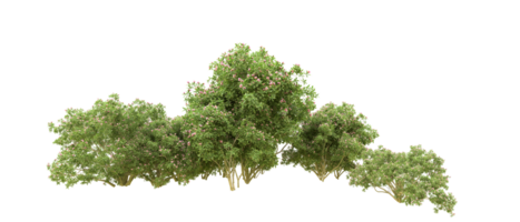 Green forest isolated on background. 3d rendering - illustration png