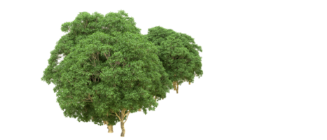 vert forêt isolé sur Contexte. 3d le rendu - illustration png