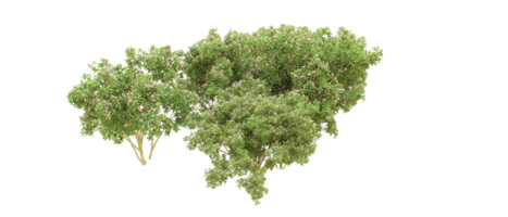 vert forêt isolé sur Contexte. 3d le rendu - illustration png