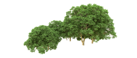 verde floresta isolado em fundo. 3d Renderização - ilustração png