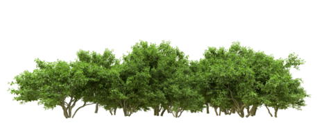 Green forest isolated on background. 3d rendering - illustration png