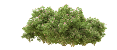 Green forest isolated on background. 3d rendering - illustration png