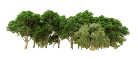 Green forest isolated on background. 3d rendering - illustration png