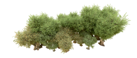 verde foresta isolato su sfondo. 3d interpretazione - illustrazione png