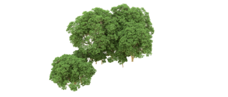 verde foresta isolato su sfondo. 3d interpretazione - illustrazione png