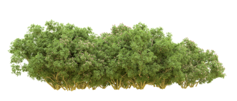 Green forest isolated on background. 3d rendering - illustration png