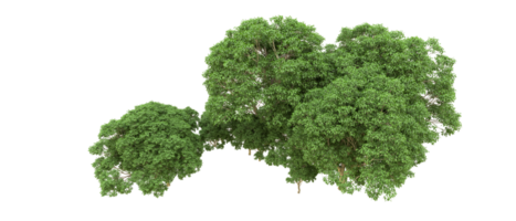 Green forest isolated on background. 3d rendering - illustration png