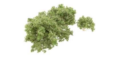 Green forest isolated on background. 3d rendering - illustration png