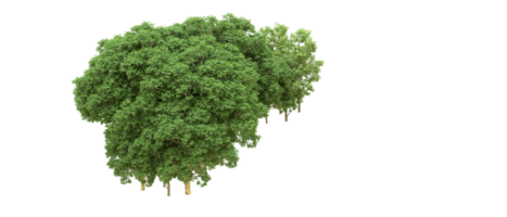 verde foresta isolato su sfondo. 3d interpretazione - illustrazione png