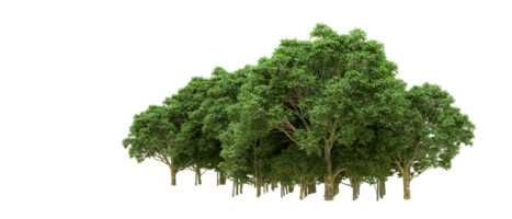 Green forest isolated on background. 3d rendering - illustration png