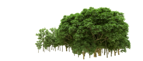 Green forest isolated on background. 3d rendering - illustration png