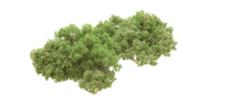 Green forest isolated on background. 3d rendering - illustration png