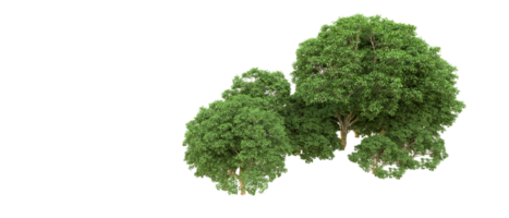 grön skog isolerat på bakgrund. 3d tolkning - illustration png