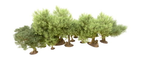 Green forest isolated on background. 3d rendering - illustration png