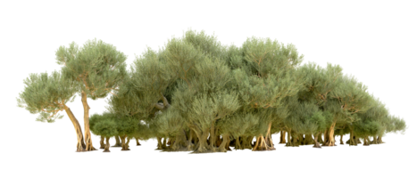 verde bosque aislado en antecedentes. 3d representación - ilustración png