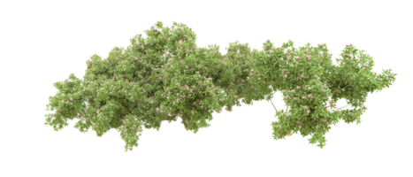Green forest isolated on background. 3d rendering - illustration png