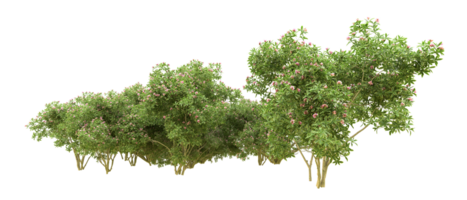 Green forest isolated on background. 3d rendering - illustration png