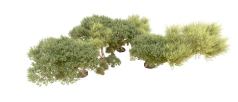 Green forest isolated on background. 3d rendering - illustration png