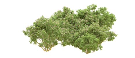 vert forêt isolé sur Contexte. 3d le rendu - illustration png