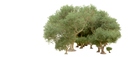 verde floresta isolado em fundo. 3d Renderização - ilustração png