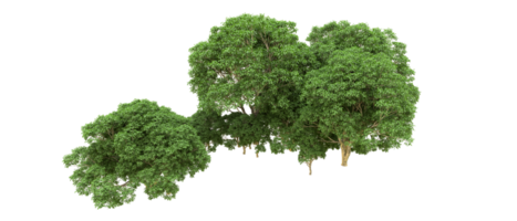 Green forest isolated on background. 3d rendering - illustration png