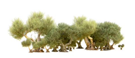 Green forest isolated on background. 3d rendering - illustration png