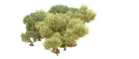 Green forest isolated on background. 3d rendering - illustration png