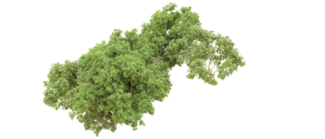 groen Woud geïsoleerd Aan achtergrond. 3d renderen - illustratie png