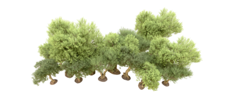 vert forêt isolé sur Contexte. 3d le rendu - illustration png