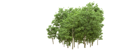 Green forest isolated on background. 3d rendering - illustration png