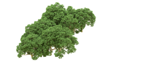 groen Woud geïsoleerd Aan achtergrond. 3d renderen - illustratie png