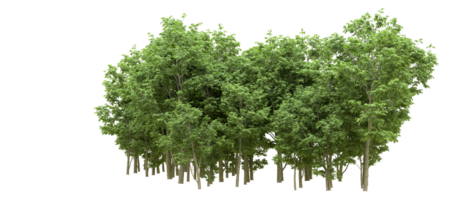 Green forest isolated on background. 3d rendering - illustration png