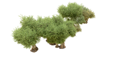 verde floresta isolado em fundo. 3d Renderização - ilustração png