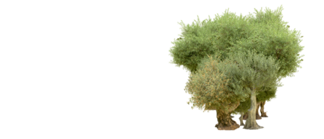 vert forêt isolé sur Contexte. 3d le rendu - illustration png