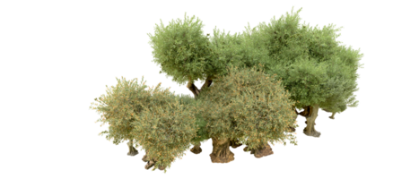 groen Woud geïsoleerd Aan achtergrond. 3d renderen - illustratie png