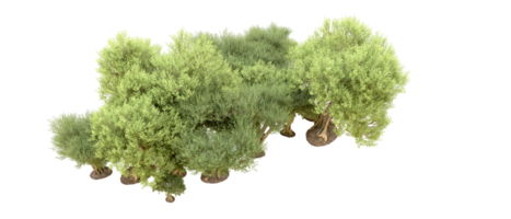 Green forest isolated on background. 3d rendering - illustration png