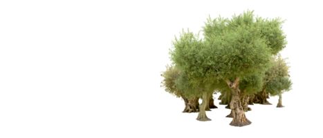 Green forest isolated on background. 3d rendering - illustration png