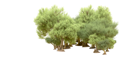 verde foresta isolato su sfondo. 3d interpretazione - illustrazione png