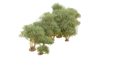 groen Woud geïsoleerd Aan achtergrond. 3d renderen - illustratie png