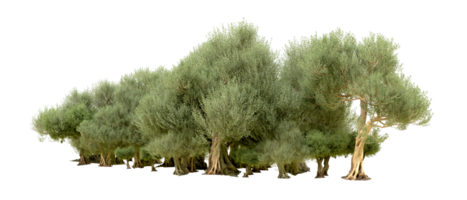 verde foresta isolato su sfondo. 3d interpretazione - illustrazione png